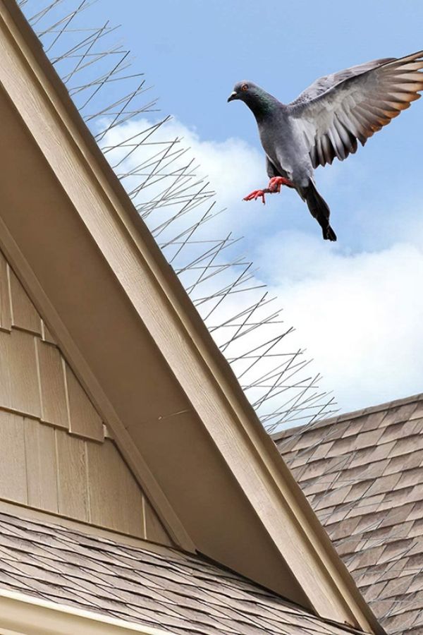 Pigeon Spikes & Bird Spikes