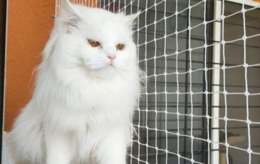 Monkey Safety Nets in Bangalore